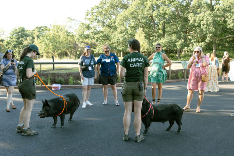 Franklin Park Zoo Event Pig Petting